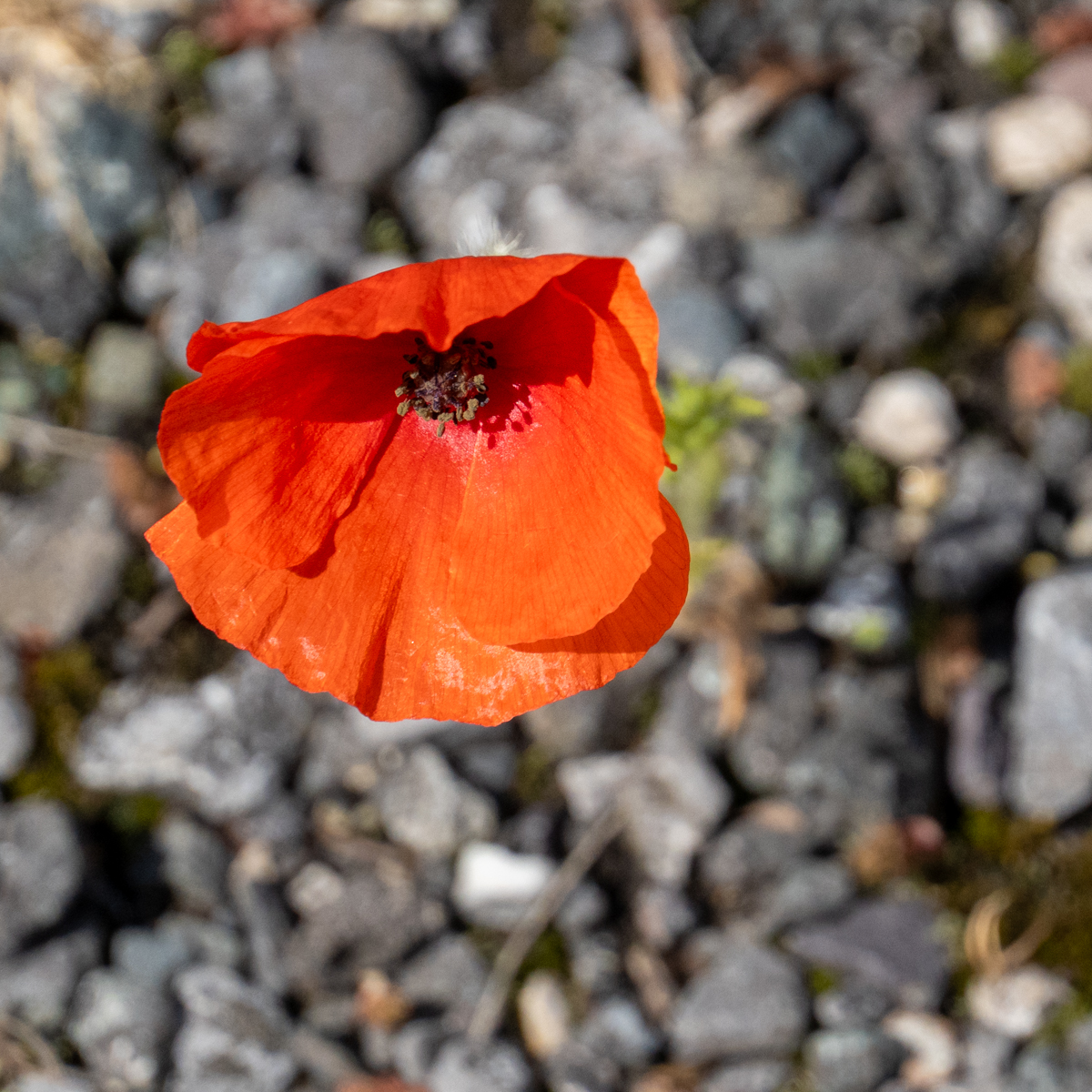 Photography by Chris Allington